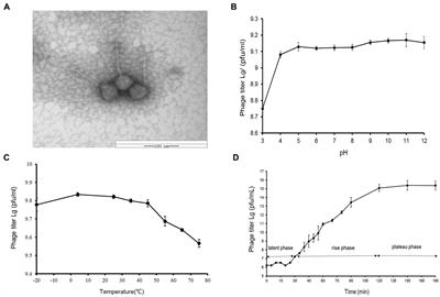 Characterization and genomic analysis of phage vB_ValR_NF, representing a new viral family prevalent in the Ulva prolifera blooms